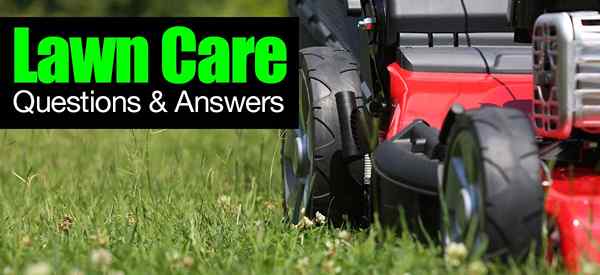 Lawn Care - Pytania i odpowiedzi