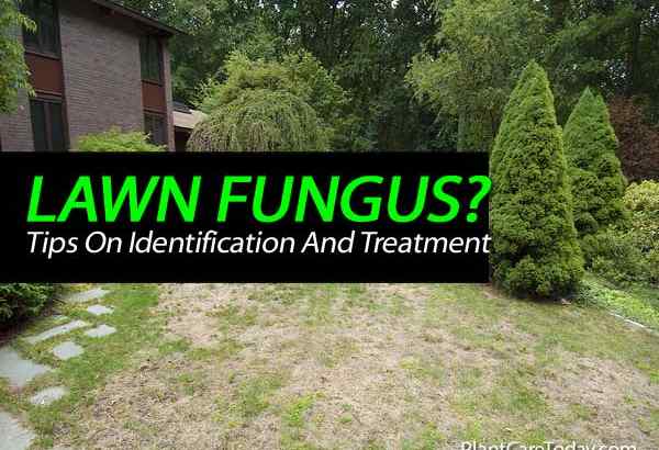 Conseils sur l'identification et le traitement des champignons de l'herbe
