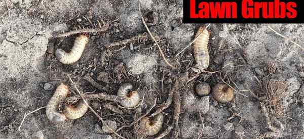 Grub Worm Killer 10 Cara Menghilangkan Grub Lawn