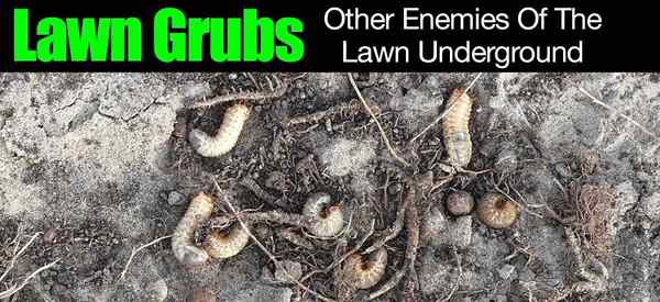 Lawn Grubs & Musuh Lainnya dari Lawn Underground