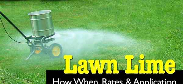Lime for Lawns - Bagaimana, kapan, tarif dan aplikasi
