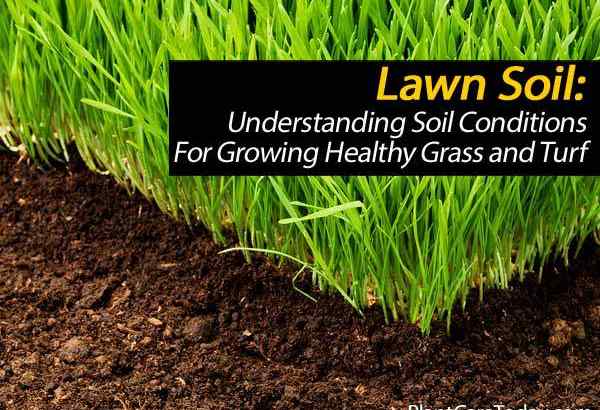 Tanah rumput - Memahami keadaan tanah untuk tumbuh rumput dan rumput yang sihat