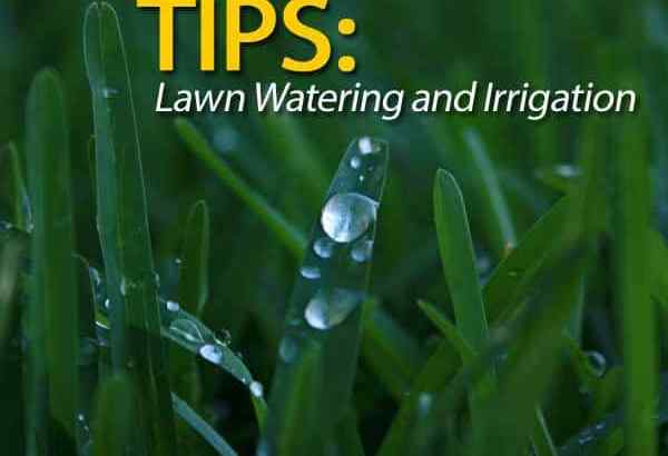 Dicas sobre rega e irrigação no gramado