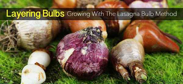 Layering Bulbs - Tumbuh dengan Metode Lasagna Bulb