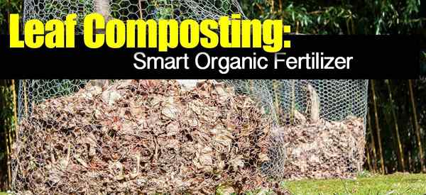 Por qué el compostaje de hojas es un fertilizante orgánico inteligente