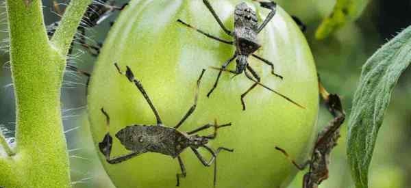 Qu'est-ce qu'un bug à pied feuille et 7 façons de les contrôler