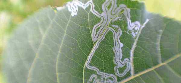 Comment se débarrasser des mineurs de feuilles Contrôle des mineurs de feuilles