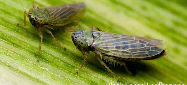 Kontrol Leafhopper Sekelompok hama taman yang beragam dan berlimpah