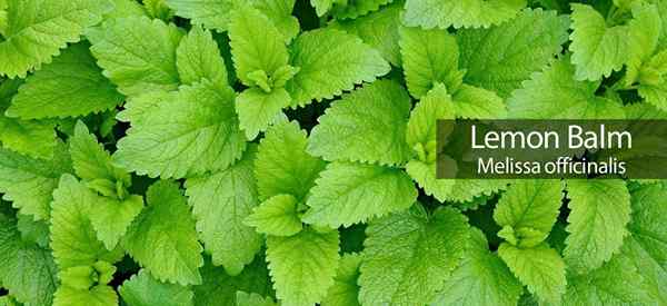 Lemon Balm Perawatan Tanaman Menumbuhkan Melissa Officinalis