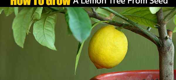 Pohon lemon bagaimana menanam pohon lemon dari biji