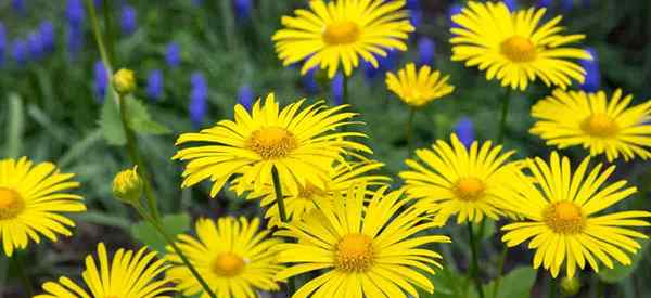 Leopards Bane, wie man Doronicum wächst und um sie kümmert