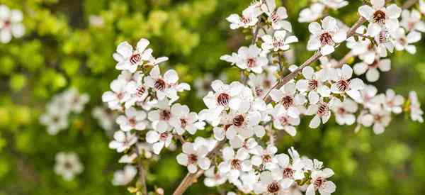 Consejos de cuidado de la planta de escoparium de Leptospermum para el árbol de té de Nueva Zelanda