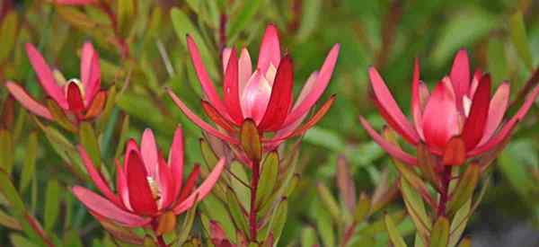 Como cultivar planta de leucadendron