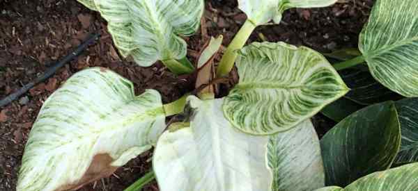 Philodendron Over Watered Cara Menyelamatkan Philodendrons Over Watered (jika boleh)