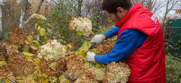 Plantas de Deadheading de Deadheading You Deadhead Hydrangea?