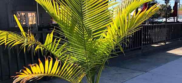 Warum werden meine Palmenblätter gelb und braun??