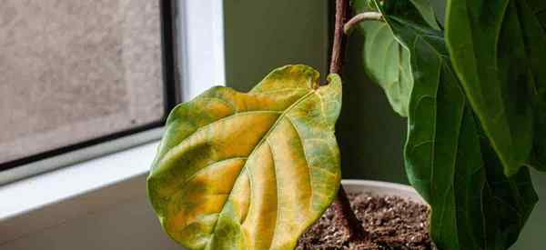 Ce qui fait que mes feuilles de Fiddle Leaf Fig deviennent brunes?