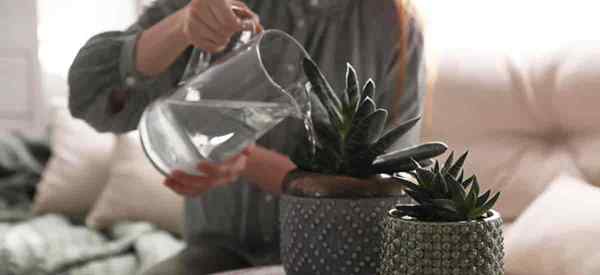 Como regar suas plantas suculentas dentro de casa