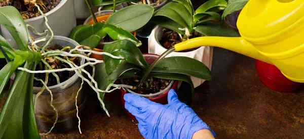 Como regar sua orquídea de mariposa Phalaenopsis corretamente