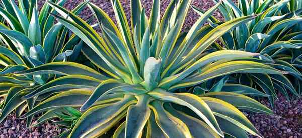 Agave yang diasingkan cara menyelamatkan tumbuhan agave yang beransur -ansur (jika boleh)