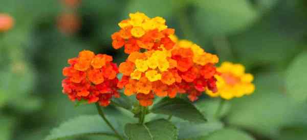 Cómo pasar el invierno de las plantas de lantana que necesitan