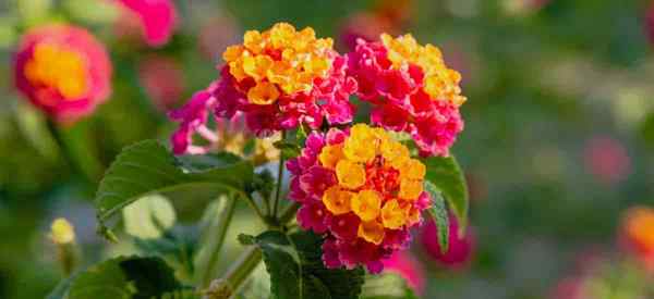 Quand et comment fertiliser les plantes Lantana