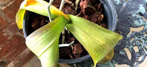 Cómo guardar una orquídea con hojas se vuelve amarilla?