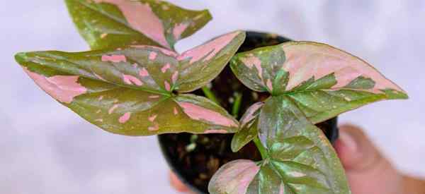 Syngonium Pink Cara Tumbuh dan Menjaga Syngonium Pink