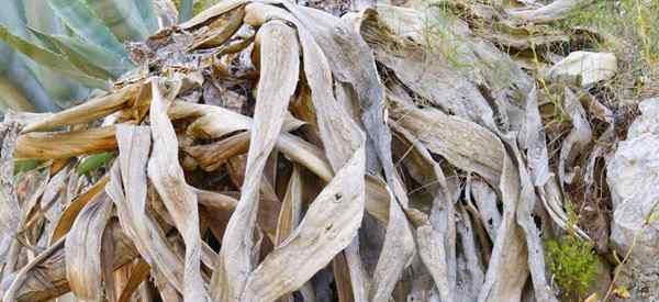 Cómo revivir una planta de aloe moribundia (si es posible)