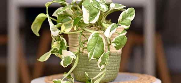 Pothos N Joy vs Pearls dan Jade