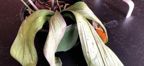 Orquídea murcha como reviver uma orquídea murcha