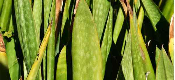 La planta de serpientes se vuelve amarilla y suave (causas y soluciones)