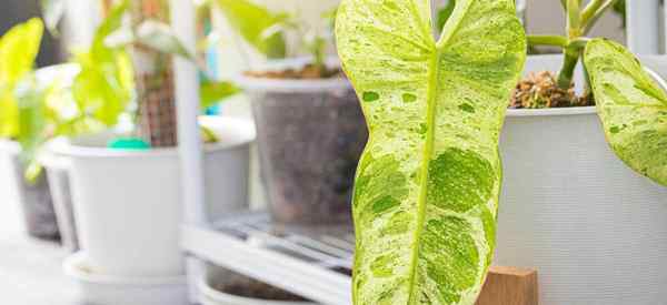 Cómo crecer y cuidar a Philodendron paraíso Verde