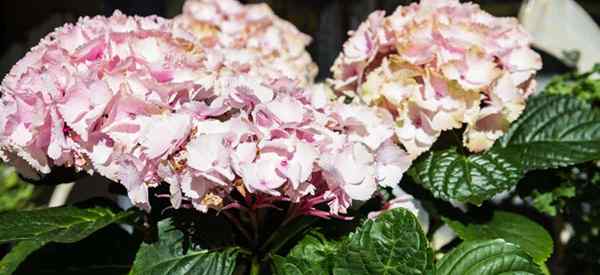 ¿Por qué mi hortensia se está volviendo marrón y cómo arreglarla??