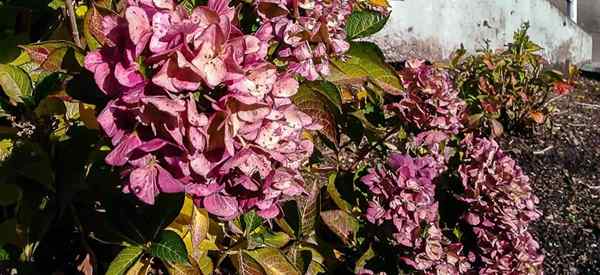 Comment raviver une plante d'hortensia mourante