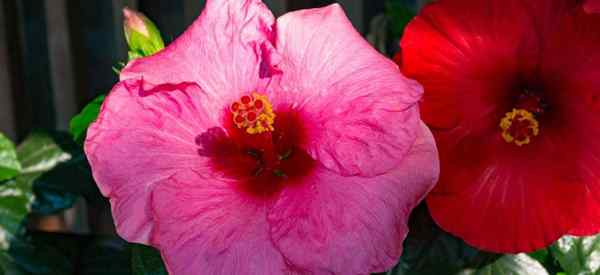 L'hibiscus ne fleurit pas les raisons pour l'hibiscus et non la floraison