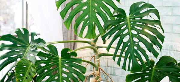 Warum hat meine Monstera braune Flecken? (Wie man es repariert)