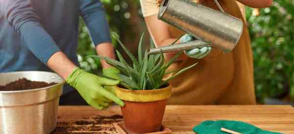 Anzeichen einer über Wasser Aloe -Pflanze (Schritt -für -Schritt -Lösung)