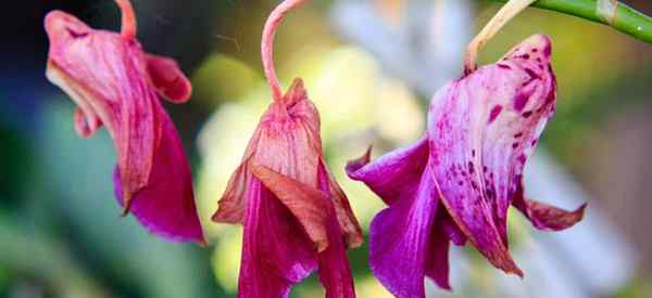 Flores de orquídeo que cae por qué las flores de orquídeos caen y se caen