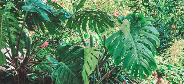 Monstera peut-il vivre à l'extérieur?