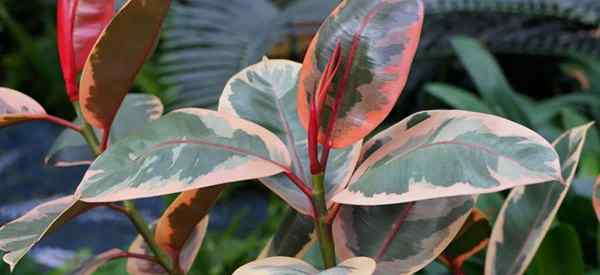 Hojas de plantas de goma que caen causas y soluciones