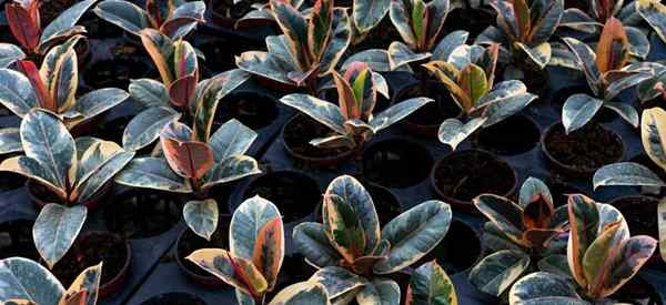 Ficus elastica Tineke vs perbedaan ruby ​​dan persamaan