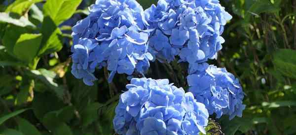 ¿Qué suelo es mejor para las hortensias??