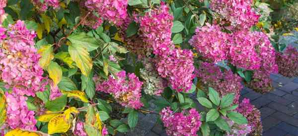 Pourquoi mon hortensia est-elle tombante? Comment le sauver