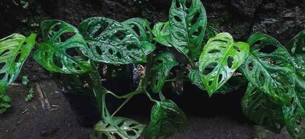 Monstera Lechleriana vs Monstera Adansonii Różnice i podobieństwa