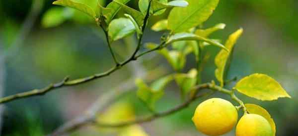 Hojas perdedoras del árbol de limón? Cómo guardarlo