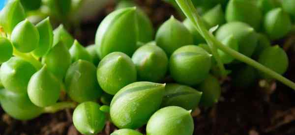 Cómo regar la cadena de plantas de perlas