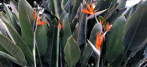 Wie schnell wächst Bird of Paradise?