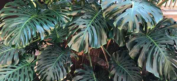 ¿Cuándo comienzan a separarse de las hojas de Monstera??