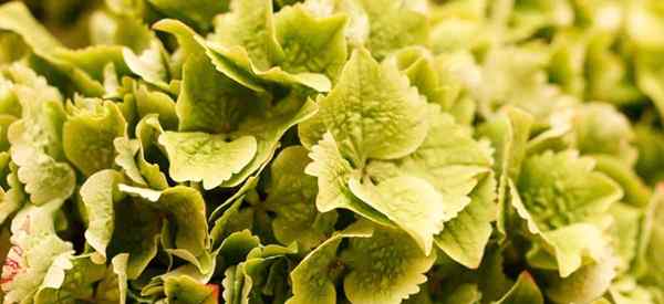 3 raisons pour lesquelles votre hortensia devient vert